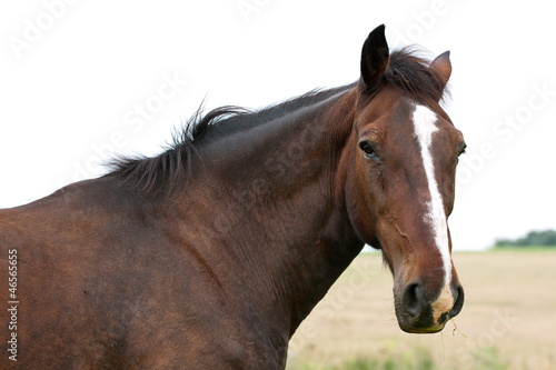 Horse head © verdateo