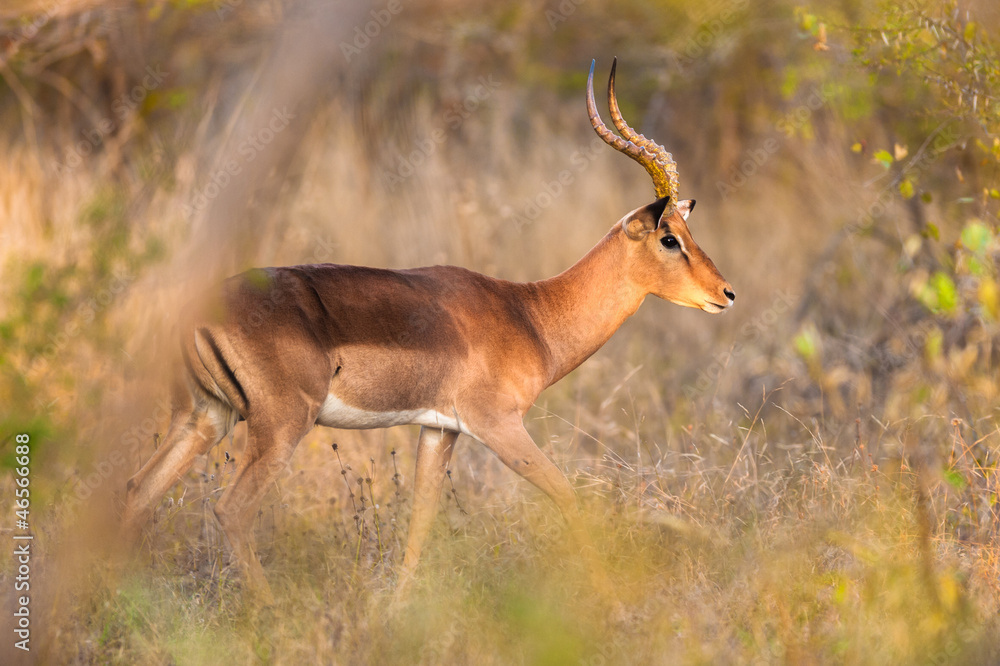 Fototapeta premium Impala walking in the bush