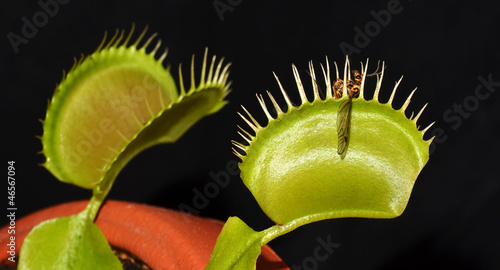 crane fly in jaws of carnivorous plant venus dionaea