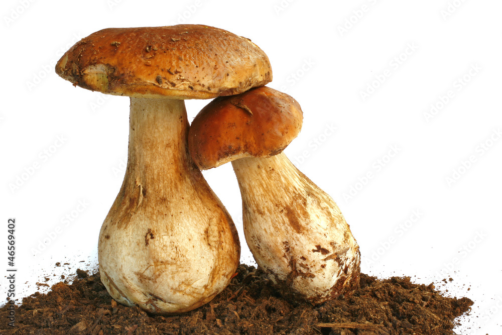 Due funghi porcini con terra, su fondo bianco Due funghi porcini con terra, su fondo bianco