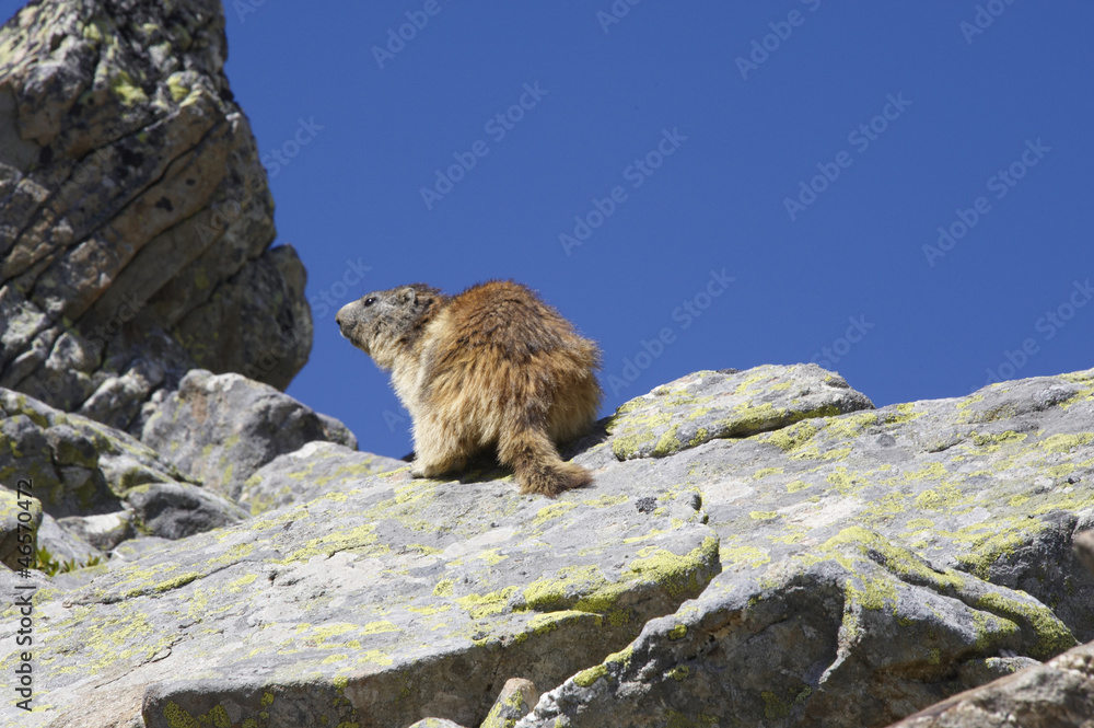 Fototapeta premium marmotte des alpes