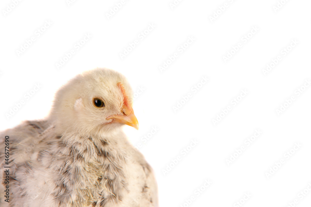 Obraz premium Kücken