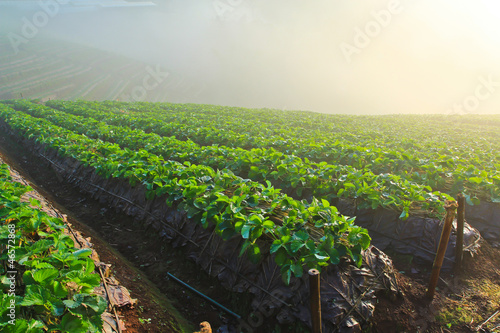 Strawberry Garden Gallery thailand