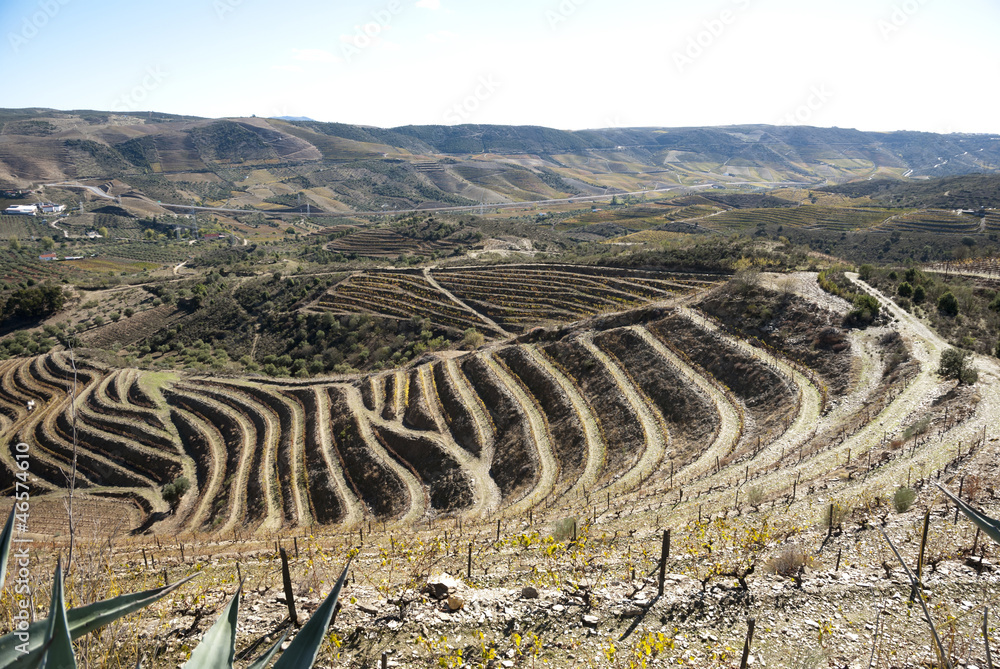 Vineyards at Douro river valley, Portugal
