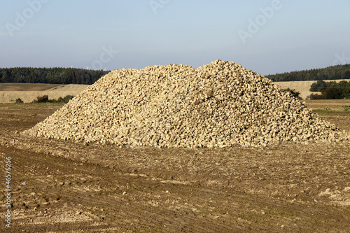 sugar beet agriculture harvest photo