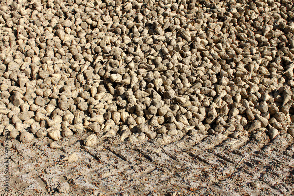 sugar beet agriculture harvest sugar beet agriculture harvest