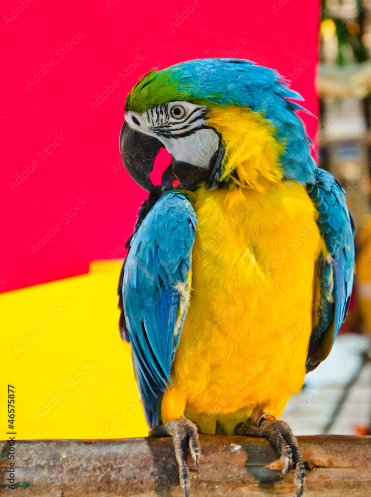 macaw parrot