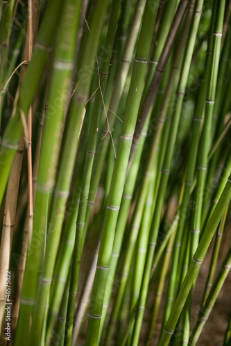 Green bamboo background. Tropical climate