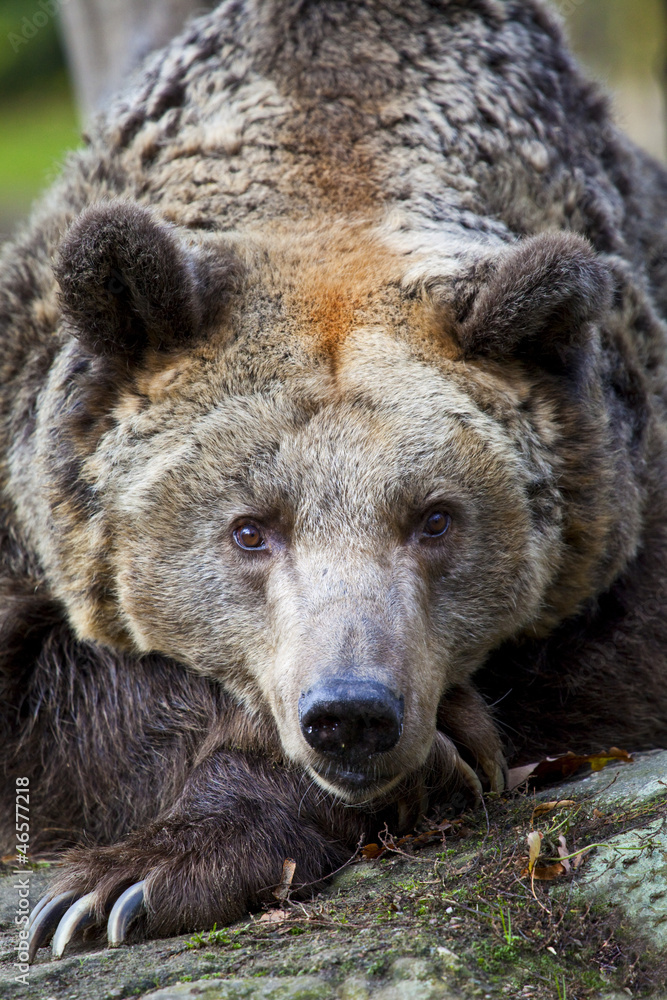 Brown Bear in Berlin Zoo