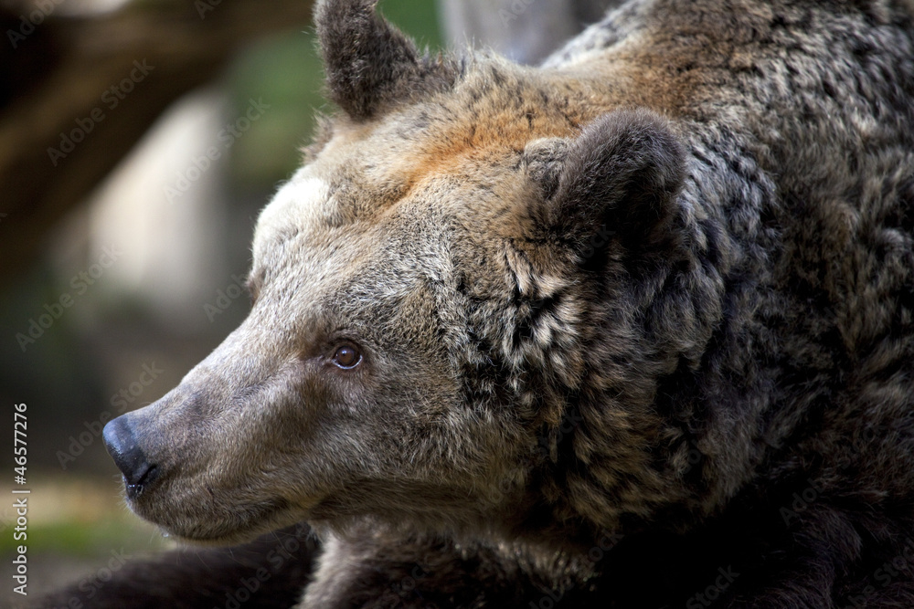 Brown Bear in Berlin Zoo
