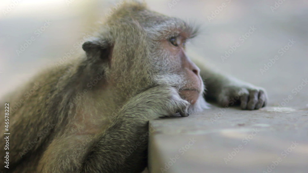 monkey thinking in uluwatu temple, bali monkey thinking in uluwatu temple, bali