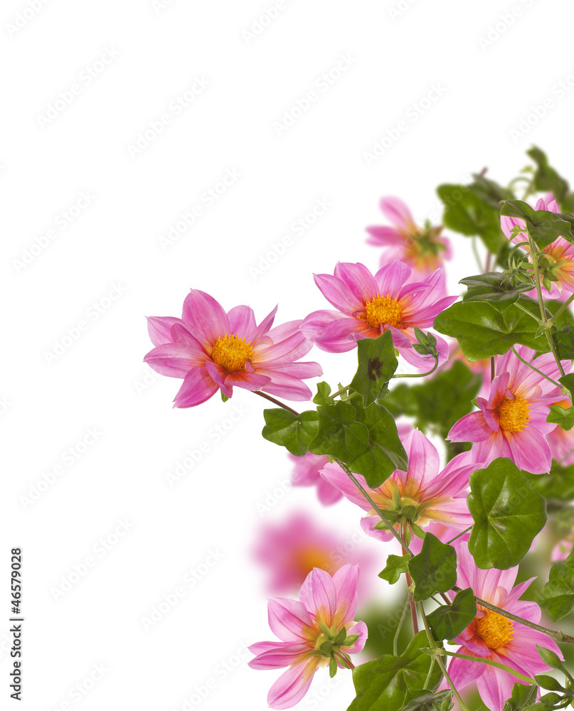 Exotic flowers on a white background.Flora card Exotic flowers on a white background.Flora card