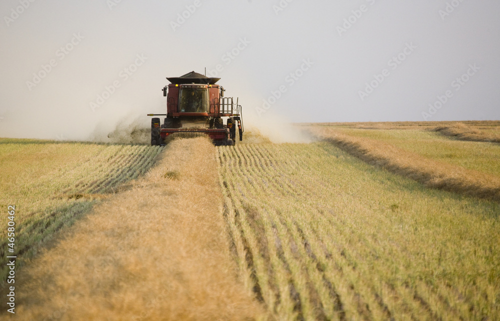 Naklejka premium Combing Wheat