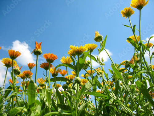 calendula
