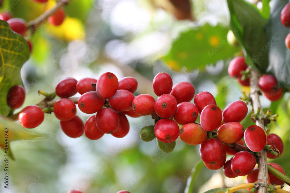 Coffee