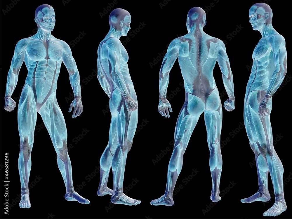 High resolution conceptual human 3D anatomy body with muscle High resolution conceptual human 3D anatomy body with muscle