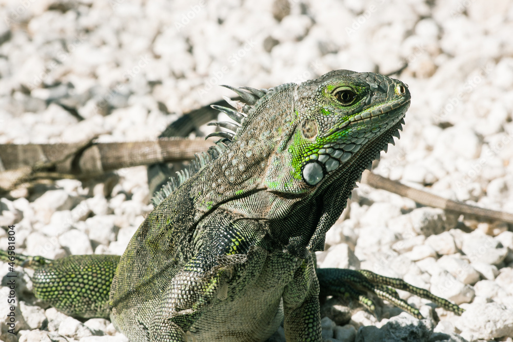 Obraz premium Lizzard