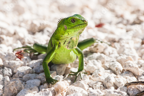 Green Lizzard