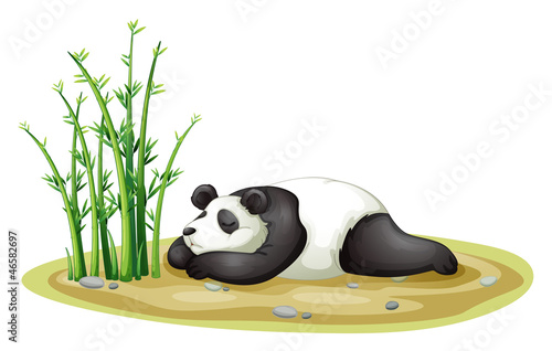 a panda