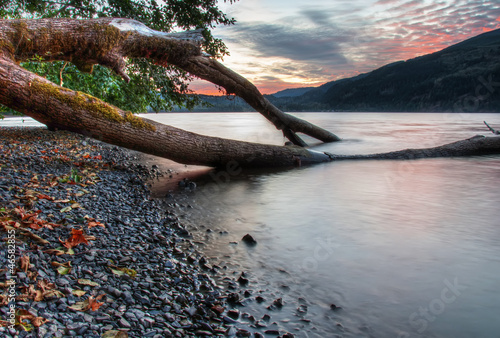 Tree Growing into Lake with Sunset in Background