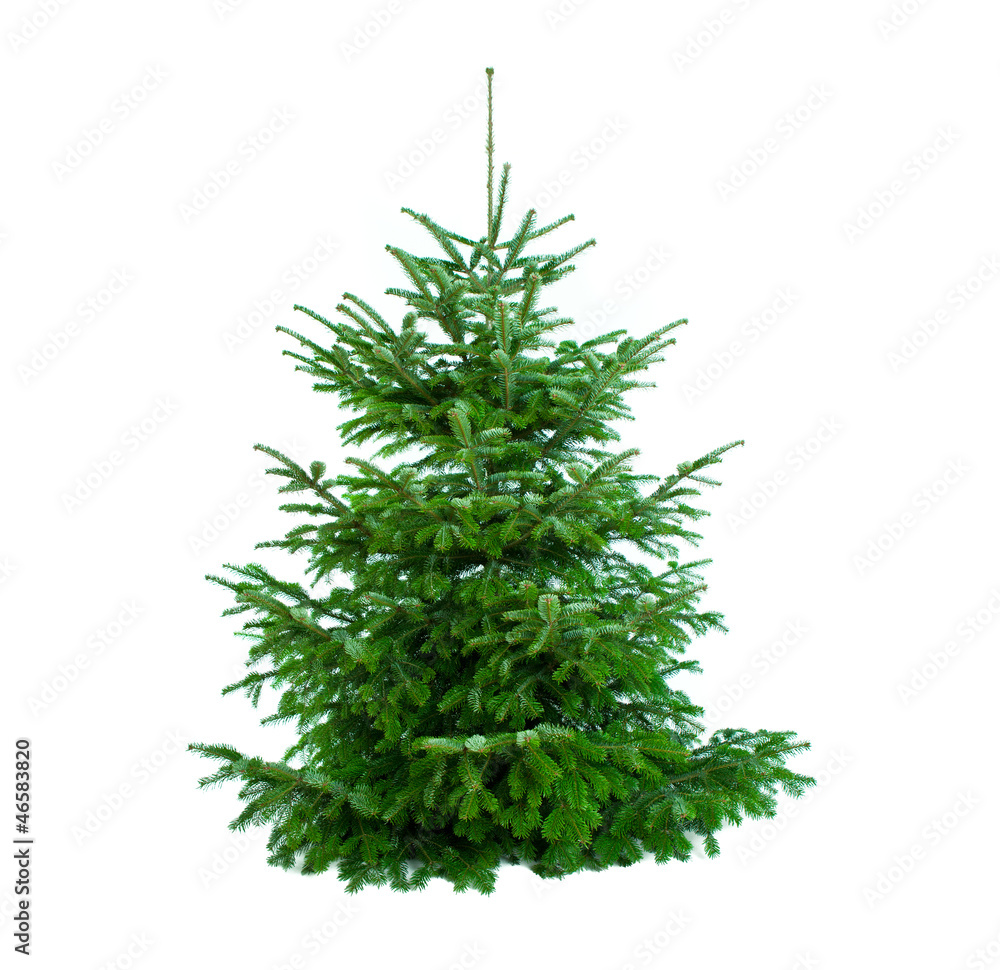 Fototapeta premium schöner tannenbaum ungeschmückt