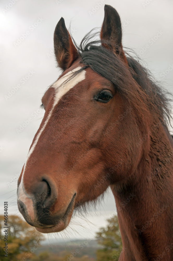 Obraz premium Tranquility