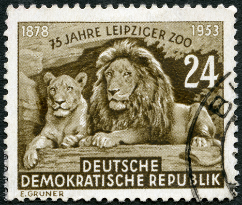 Fototapeta Naklejka Na Ścianę i Meble -  GDR - 1953: shows Lion and Lioness