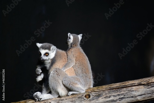 Lemuri - Abbraccio photo