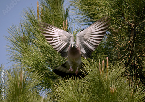 Pigeon ramier en vol