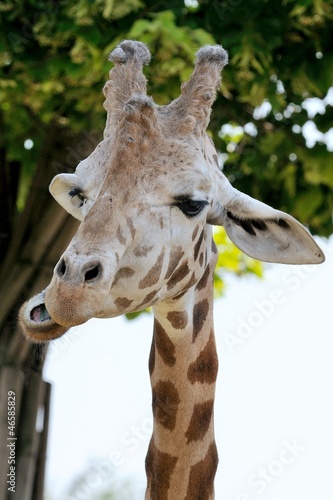 Giraffa © massimhokuto