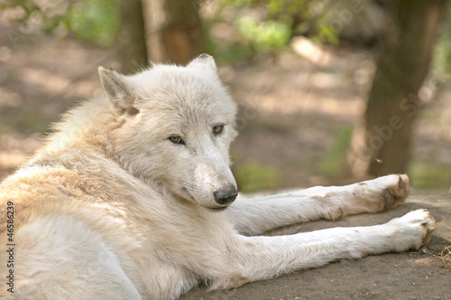 Arctic wolf