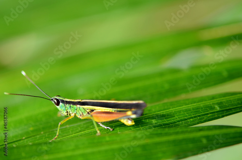 Wallpaper Mural Colorful Grasshopper. Torontodigital.ca