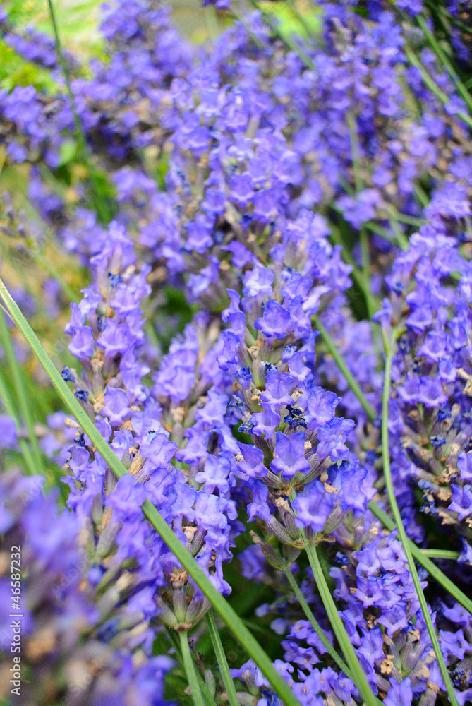 Obraz premium Lavendel