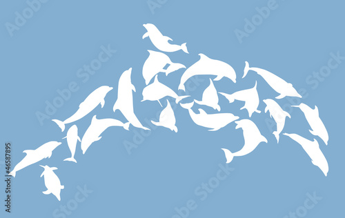 white complex dolphin isolated on blue