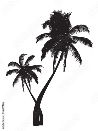 palms