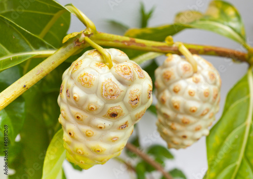 Photography fruits de noni, morinda citrifolia