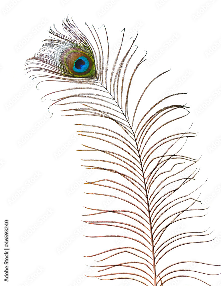 Obraz premium peacock feather