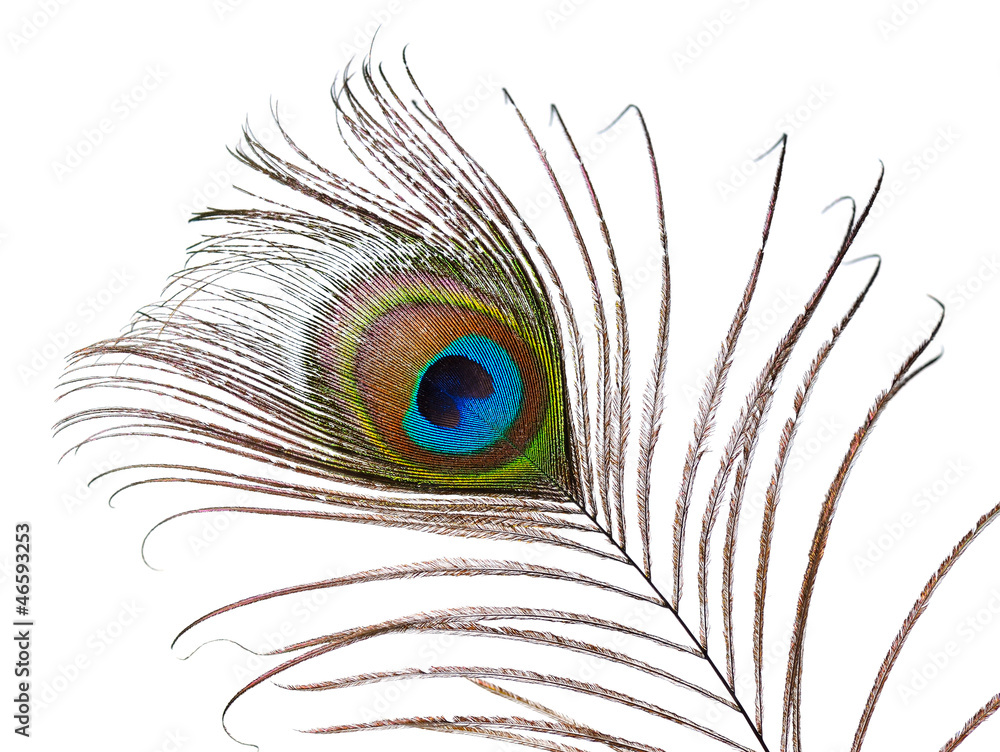 Fototapeta premium peacock feather