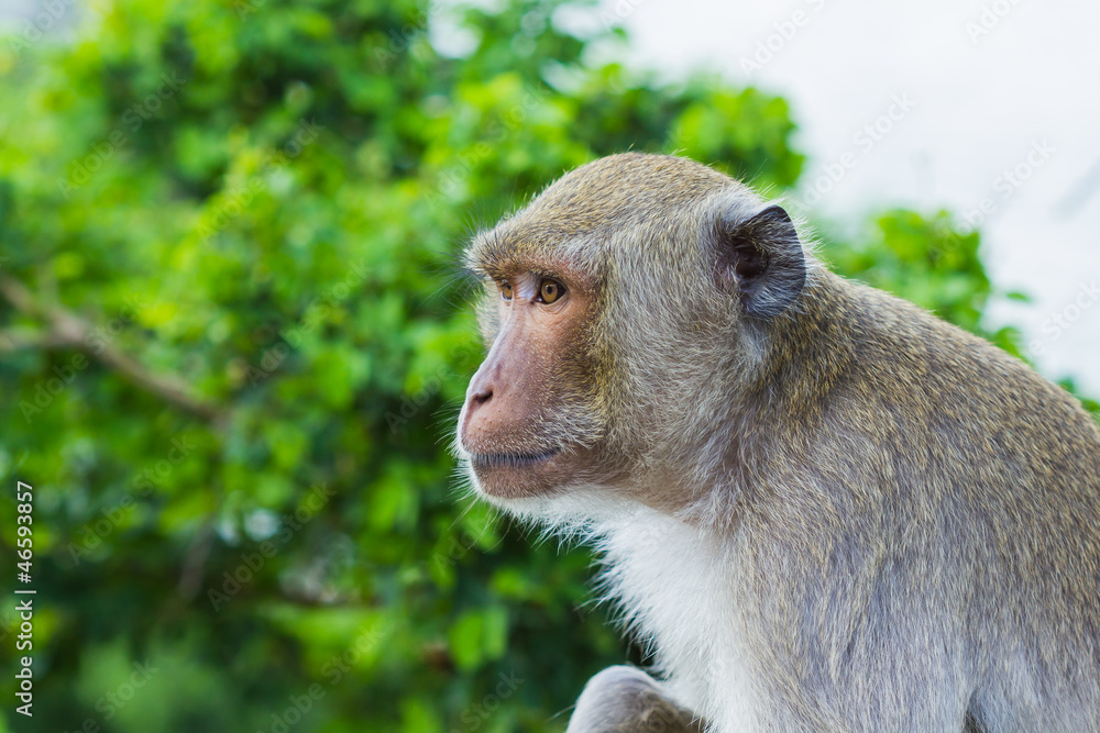 Close up of Long Tailed Macaque Monkey Close up of Long Tailed Macaque Monkey