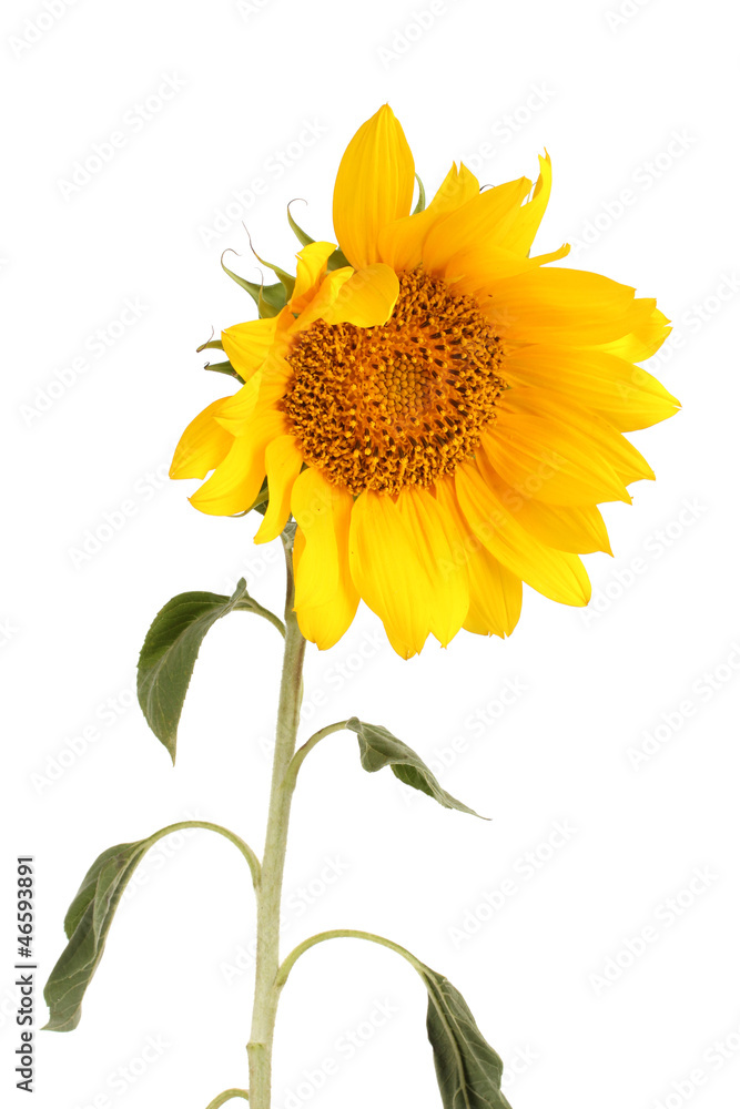 beautiful sunflower, isolated on white beautiful sunflower, isolated on white