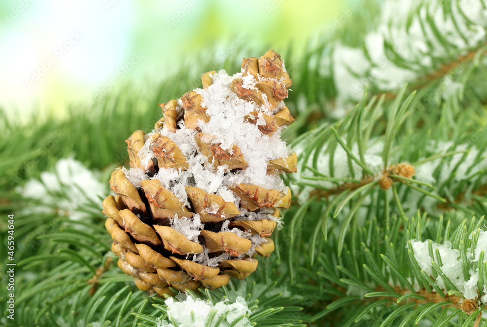 Obraz premium cone on fir tree with snow, close up
