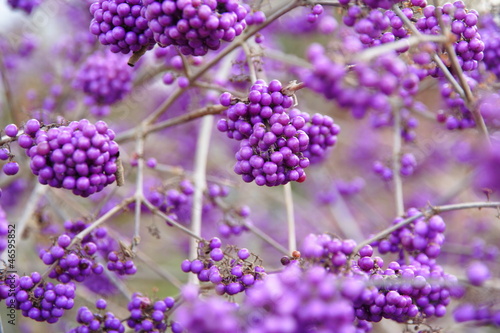 Schönfrucht / Callicarpa giraldii / (Liebesperlenstrauch) photo