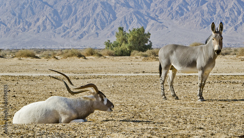 Canvastavla Antelope adax and onager ass in nature reserve, Eilat