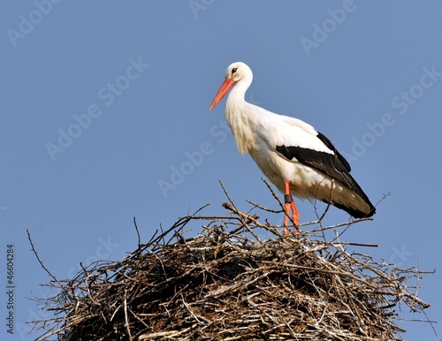 Stork in the nest II