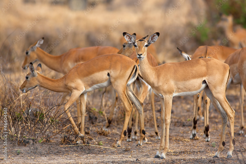 Fototapeta premium Wild Impala