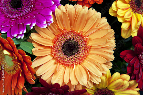 Cremefarbene Gerbera in einem Blumenstrau  