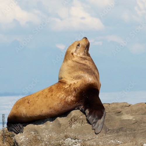 Pride and the Sea Lion