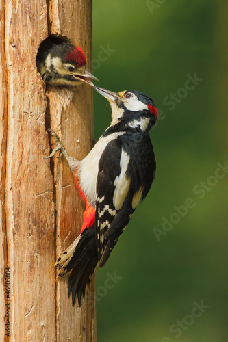 Greater spotted woodpecker with chick photo