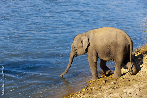 baby elephant going to drink water