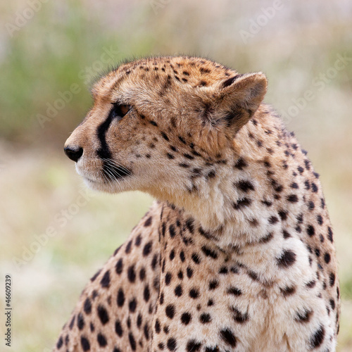 Cheetah 6